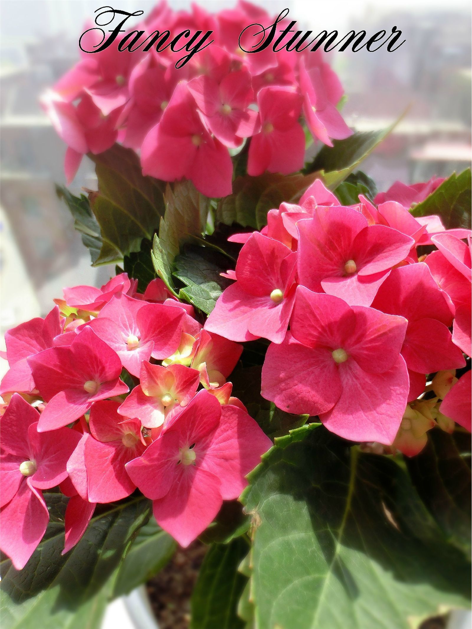 花哨尤物saisai的微博列表微女郎